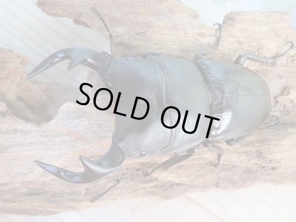 画像2: ☆即ブリ☆グランディスオオクワガタ♂83ミリ♀52ミリペア販売!! (2)