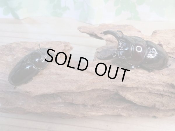 画像5: 新成虫☆レギウスオオツヤクワガタ(赤レギ)♂71ミリ♀46.5ミリペア販売!! (5)