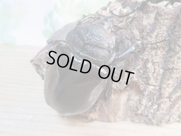 画像4: ☆新成虫☆マルスゾウカブト♂116ミリ♀75ミリペア販売!! (4)