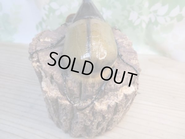 画像3: ☆新成虫☆D.H.リッキー♂130ミリ♀61ミリペア販売!! (3)