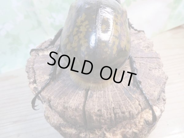 画像3: ☆新成虫☆D.H.リッキー♂134ミリ♀63ミリペア販売!! (3)