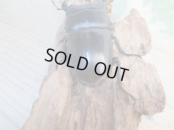 画像3: ☆即ブリ☆グランディスオオクワガタ♂83ミリ♀52ミリペア販売!! (3)