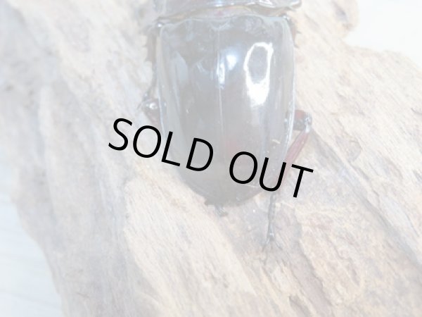 画像3: 新成虫☆レギウスオオツヤクワガタ(赤レギ)♂71ミリ♀46.5ミリペア販売!! (3)