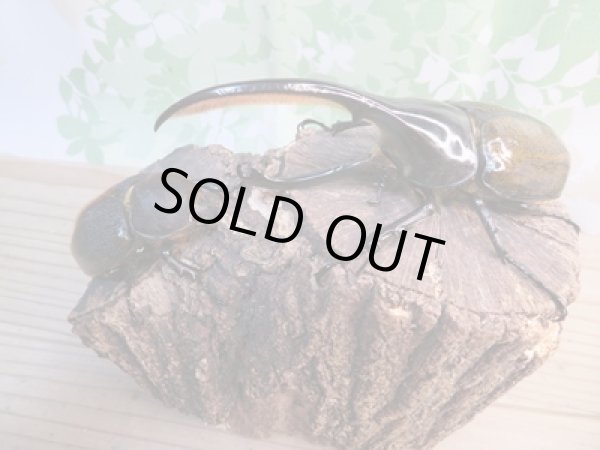 画像5: ☆新成虫☆D.H.リッキー♂137ミリ♀65ミリペア販売!! (5)