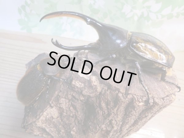 画像5: ☆新成虫☆D.H.リッキー♂134ミリ♀63ミリペア販売!! (5)