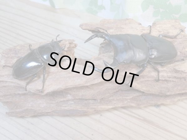 画像5: ☆即ブリ☆グランディスオオクワガタ♂83ミリ♀52ミリペア販売!! (5)