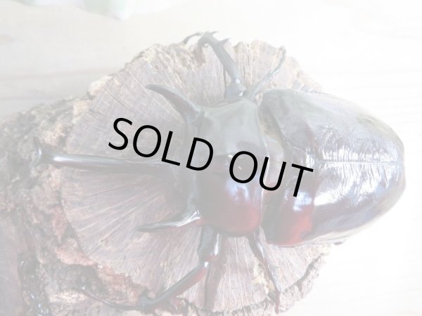 画像2: ☆新成虫☆マルスゾウカブト♂116ミリ♀75ミリペア販売!! (2)