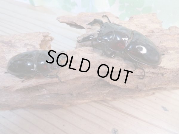 画像5: 新成虫☆レギウスオオツヤクワガタ(赤レギ)♂64ミリ♀43ミリペア販売!! (5)