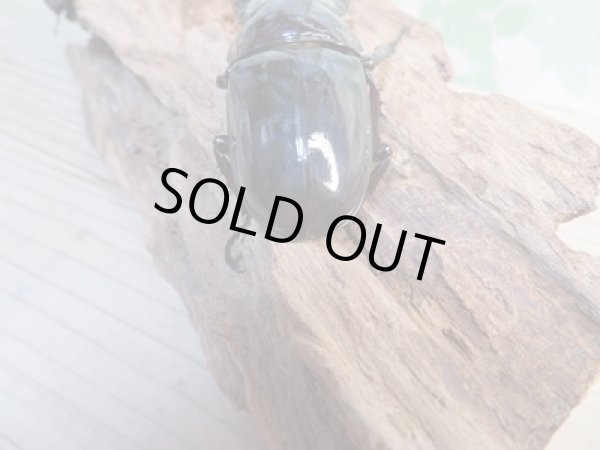 画像3: 新成虫☆レギウスオオツヤクワガタ(赤レギ)♂64ミリ♀43ミリペア販売!! (3)