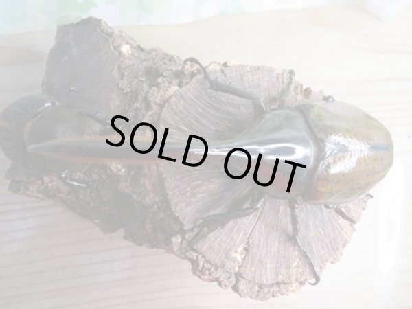 画像2: ☆新成虫☆D.H.リッキー♂137ミリ♀65ミリペア販売!! (2)