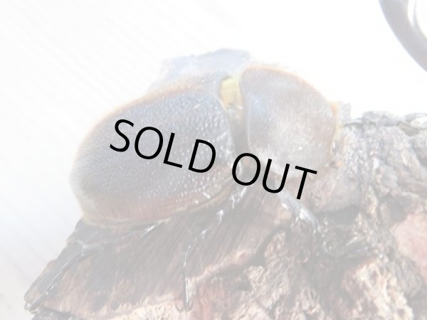 画像4: ☆新成虫☆D.H.リッキー♂134ミリ♀63ミリペア販売!! (4)