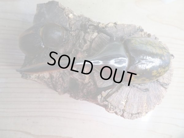 画像2: ☆新成虫☆D.H.リッキー♂134ミリ♀63ミリペア販売!! (2)