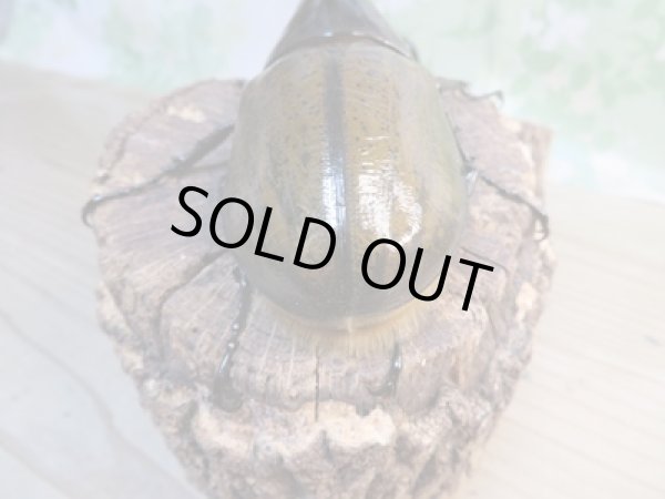 画像3: ☆新成虫☆D.H.リッキー♂137ミリ♀65ミリペア販売!! (3)