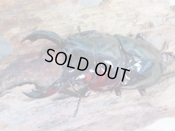 画像2: 新成虫☆レギウスオオツヤクワガタ(赤レギ)♂71ミリ♀46.5ミリペア販売!! (2)