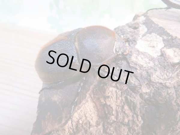 画像4: ☆新成虫☆D.H.リッキー♂130ミリ♀61ミリペア販売!! (4)