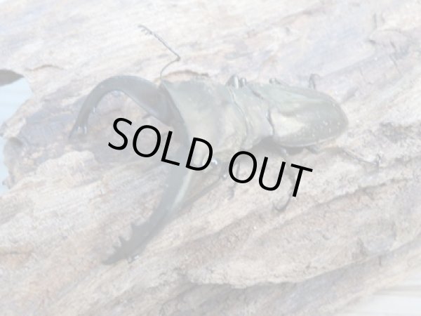 画像1: 新成虫☆ベララベラ産☆スぺキオススホソアカクワガタ♂52ミリ♀26ミリペア販売！！ (1)