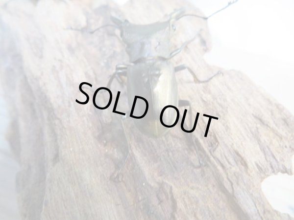 画像3: 新成虫☆ベララベラ産☆スぺキオススホソアカクワガタ♂45ミリ♀24ミリペア販売!! (3)