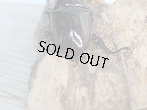 画像3: 新成虫☆レギウスオオツヤクワガタ（赤レギ）♂60ミリ♀45ミリペア販売！！ (3)