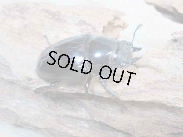 画像4: 新成虫☆レギウスオオツヤクワガタ（赤レギ）♂60ミリ♀45ミリペア販売！！ (4)