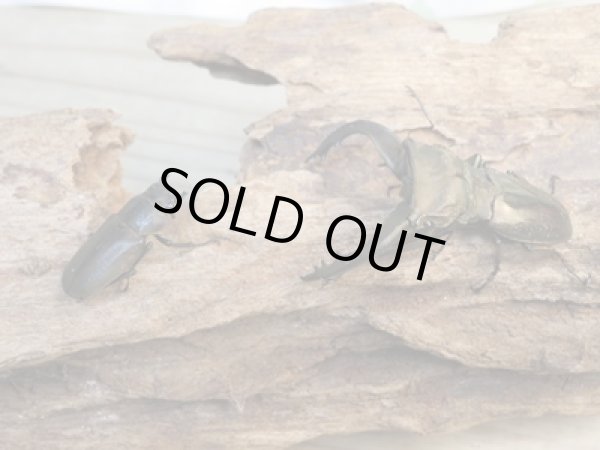 画像5: 新成虫☆ベララベラ産☆スぺキオススホソアカクワガタ♂52ミリ♀26ミリペア販売!! (5)