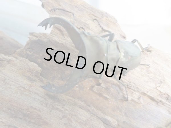 画像2: 新成虫☆ベララベラ産☆スぺキオススホソアカクワガタ♂48ミリ♀25ミリペア販売!! (2)