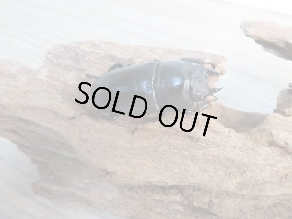 画像4: ☆新成虫☆ドンキエルハンプイ（黒ドンキ）♂60ミリ♀41ミリペア販売！！ (4)