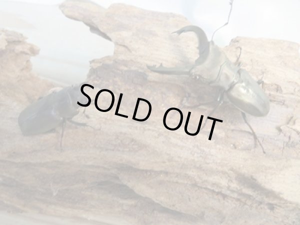 画像5: 新成虫☆ベララベラ産☆スぺキオススホソアカクワガタ♂45ミリ♀24ミリペア販売!! (5)