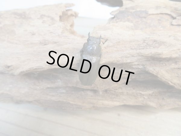 画像4: 新成虫☆ベララベラ産☆スぺキオススホソアカクワガタ♂49ミリ♀25ミリペア販売!! (4)