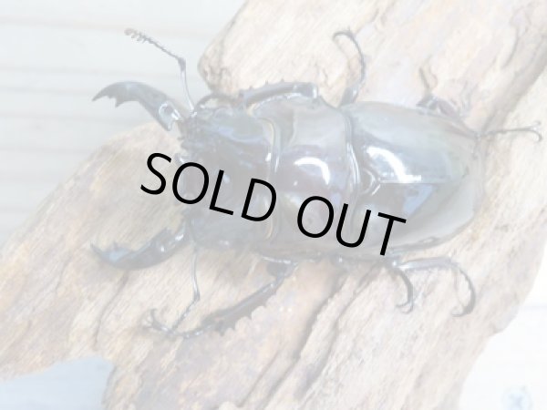 画像2: 新成虫☆レギウスオオツヤクワガタ(赤レギ)♂65ミリ♀47ミリペア販売!! (2)