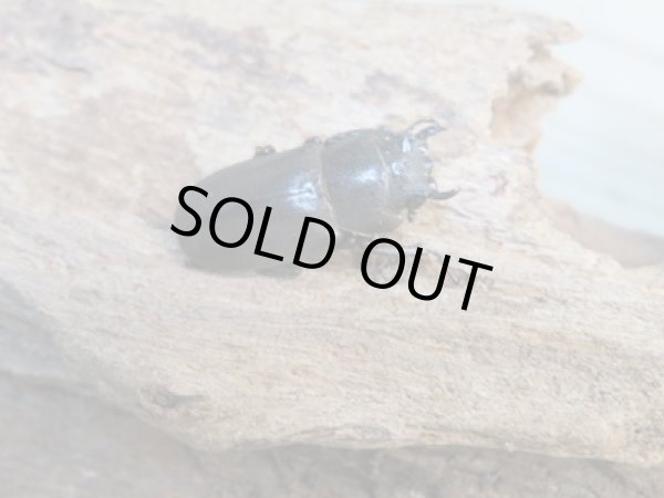 画像4: 新成虫☆ベララベラ産☆スぺキオススホソアカクワガタ♂52ミリ♀26ミリペア販売!! (4)