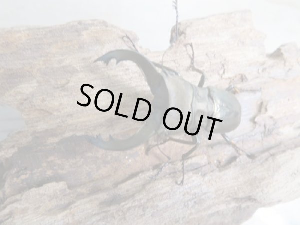 画像2: 新成虫☆ベララベラ産☆スぺキオススホソアカクワガタ♂45ミリ♀24ミリペア販売!! (2)