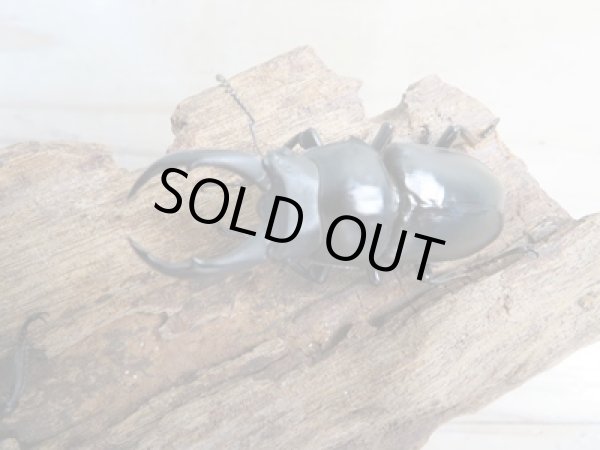 画像2: ☆新成虫☆ドンキエルハンプイ(黒ドンキ)♂54ミリ♀39ミリペア販売!! (2)