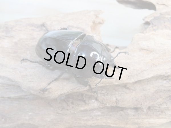 画像4: 新成虫☆レギウスオオツヤクワガタ(赤レギ)♂57ミリ♀45ミリペア販売!! (4)