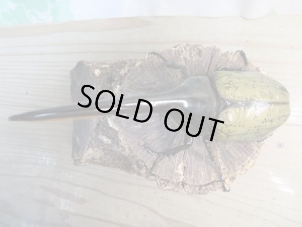 画像2: ☆新成虫☆D.H.ヘラクレス♂141ミリ♀64ミリペア販売!! (2)