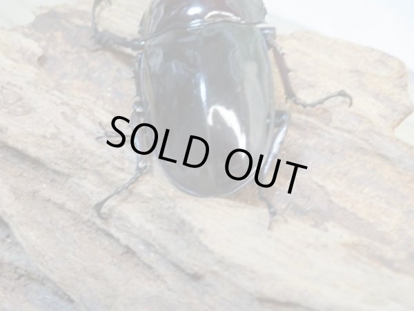 画像3: 新成虫☆レギウスオオツヤクワガタ(赤レギ)♂65ミリ♀47ミリペア販売!! (3)