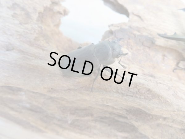 画像4: 新成虫☆ベララベラ産☆スぺキオススホソアカクワガタ♂45ミリ♀24ミリペア販売!! (4)