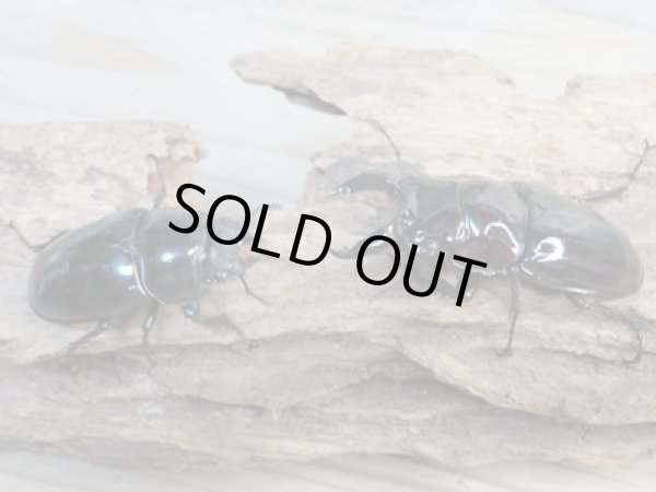 画像5: 新成虫☆レギウスオオツヤクワガタ（赤レギ）♂60ミリ♀45ミリペア販売！！ (5)