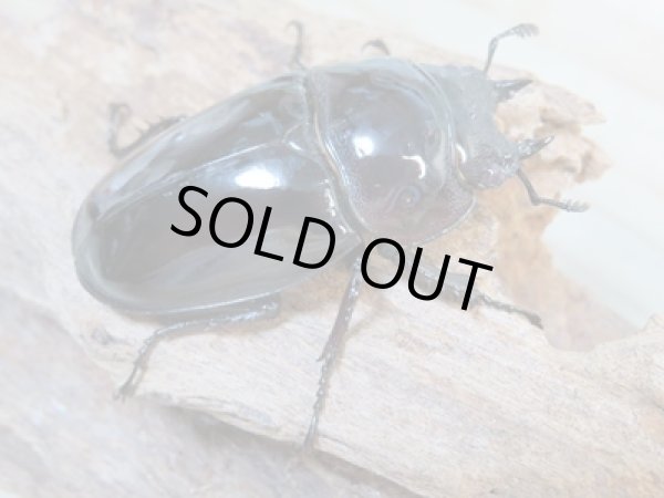 画像4: 新成虫☆レギウスオオツヤクワガタ(赤レギ)♂65ミリ♀47ミリペア販売!! (4)