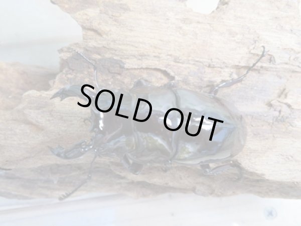 画像2: 新成虫☆レギウスオオツヤクワガタ（赤レギ）♂60ミリ♀45ミリペア販売！！ (2)