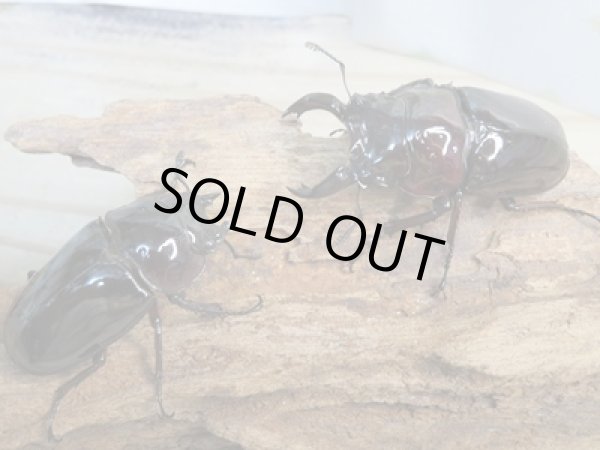 画像5: 新成虫☆レギウスオオツヤクワガタ(赤レギ)♂57ミリ♀45ミリペア販売!! (5)