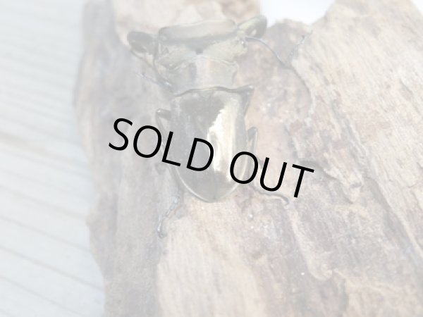 画像3: 新成虫☆ベララベラ産☆スぺキオススホソアカクワガタ♂52ミリ♀26ミリペア販売!! (3)