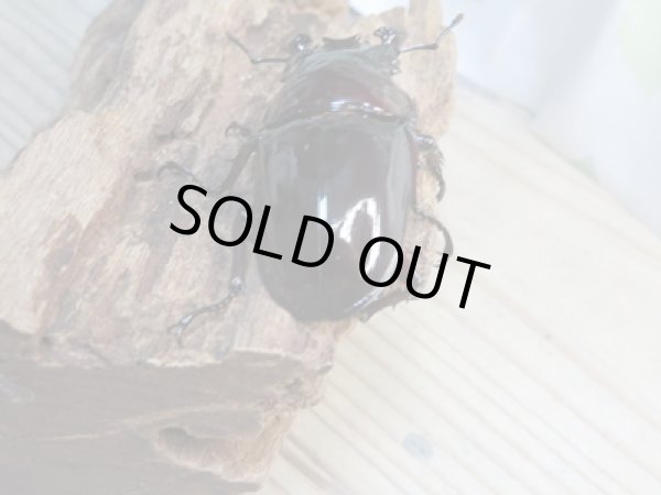 画像3: 新成虫☆レギウスオオツヤクワガタ(赤レギ)♂57ミリ♀45ミリペア販売!! (3)