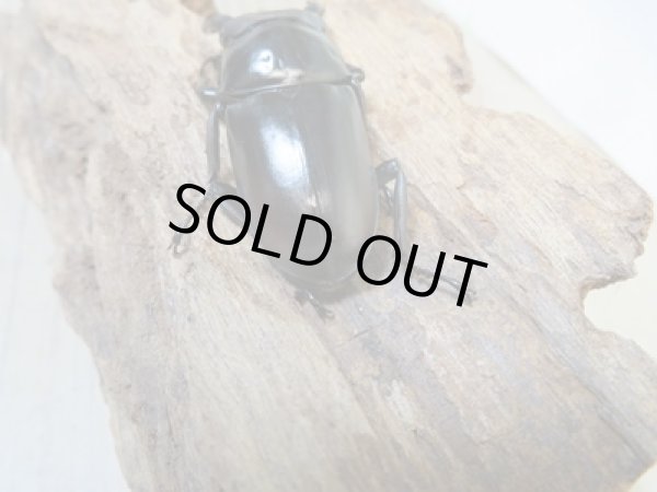 画像3: ☆新成虫☆ドンキエルハンプイ（黒ドンキ）♂60ミリ♀41ミリペア販売！！ (3)