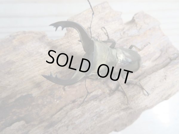 画像2: 新成虫☆ベララベラ産☆スぺキオススホソアカクワガタ♂49ミリ♀25ミリペア販売!! (2)