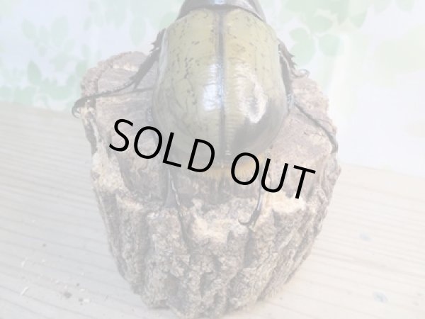 画像3: ☆新成虫☆D.H.ヘラクレス♂141ミリ♀64ミリペア販売!! (3)