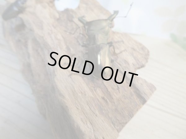 画像3: 新成虫☆ベララベラ産☆スぺキオススホソアカクワガタ♂49ミリ♀25ミリペア販売!! (3)