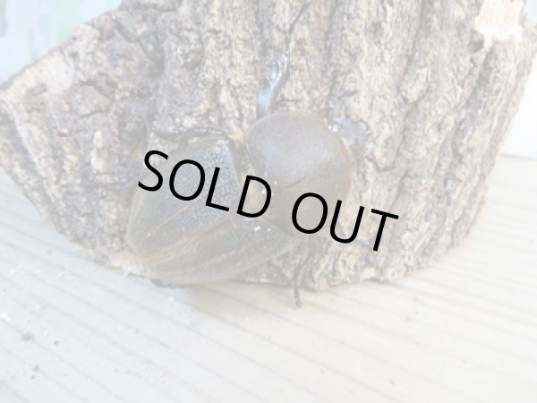 画像4: ☆新成虫☆D.H.ヘラクレス♂141ミリ♀64ミリペア販売!! (4)