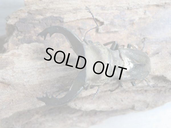 画像2: 新成虫☆ベララベラ産☆スぺキオススホソアカクワガタ♂52ミリ♀26ミリペア販売!! (2)