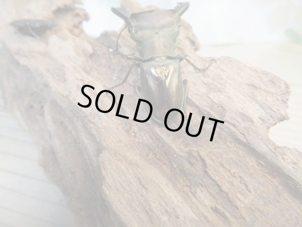 画像3: 新成虫☆ベララベラ産☆スぺキオススホソアカクワガタ♂51ミリ♀26ミリペア販売！！ (3)