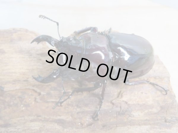 画像2: 新成虫☆レギウスオオツヤクワガタ(赤レギ)♂57ミリ♀45ミリペア販売!! (2)